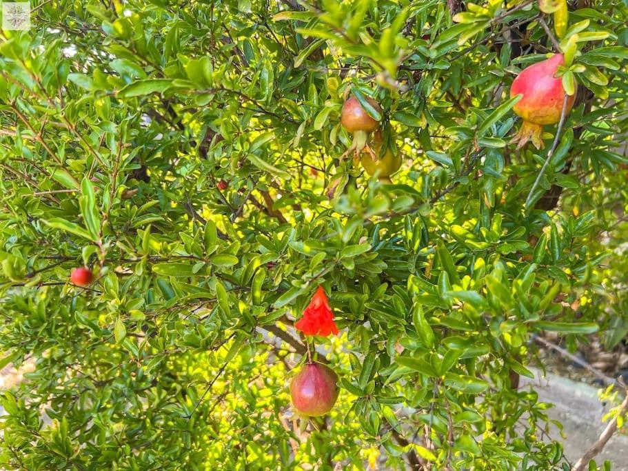 אסטפונה Finca Tierra Sana מראה חיצוני תמונה